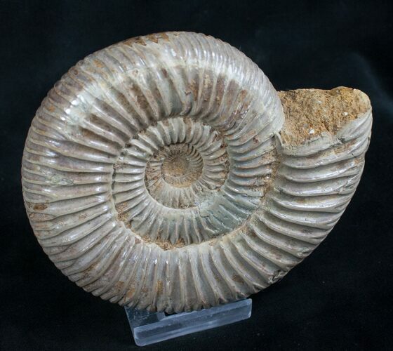 Perisphinctes Ammonite - Jurassic #7365